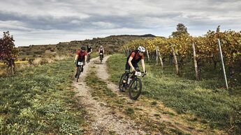 Gravel Ralley Rhine Valley,Actionfoto,Weinreben