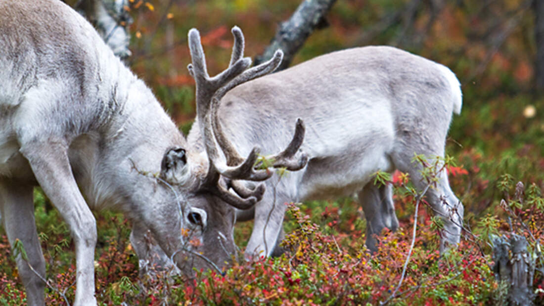 MB 1111 Lappland 3