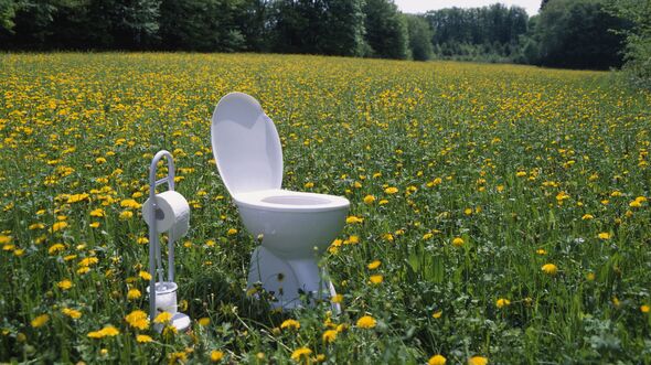 Toilet and toilet paper holder in field of dandelions (Taraxacum sp.)